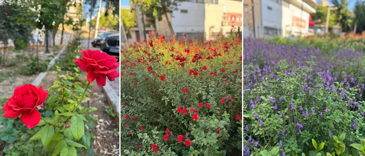 2.284 νέα φυτά στον πεζόδρομο αγ. Δημητρίου!