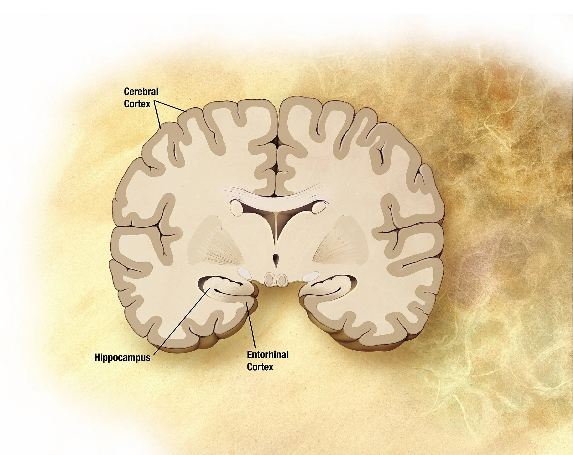 Φωτογραφία: ADEAR:  "Alzheimer's Disease Education and Referral Center, a service of the Nat · Πηγή: Wikimedia Commons (Public domain)