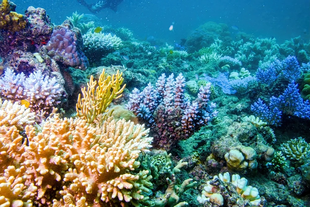 Φωτογραφία: google.com